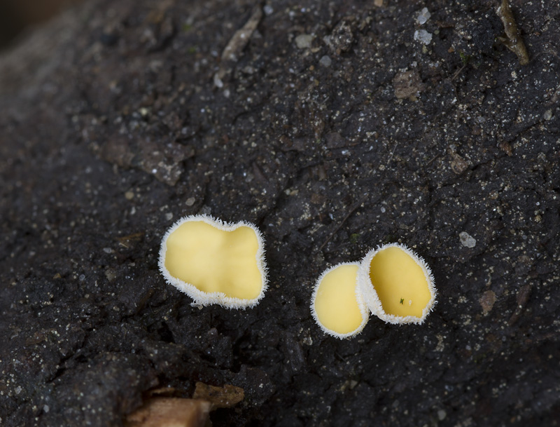 Lachnellula calyciformis